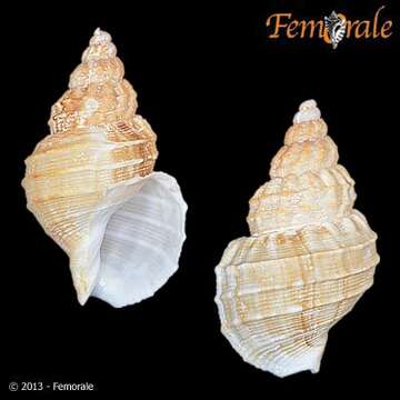 Buccinum Linnaeus 1758的圖片