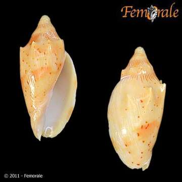 Image de Cymbiola provocationis (McMichael 1961)