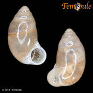 Image of Pupinidae