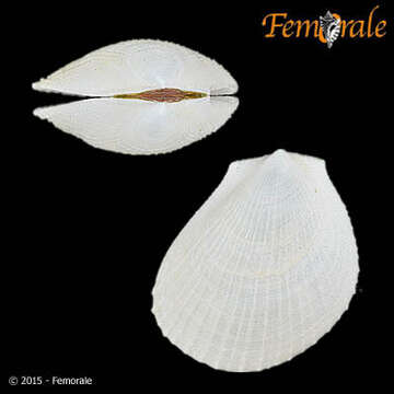 Image of Limaria Link 1807