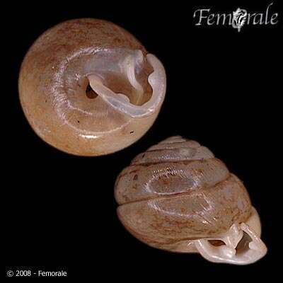 Image of hunter snails