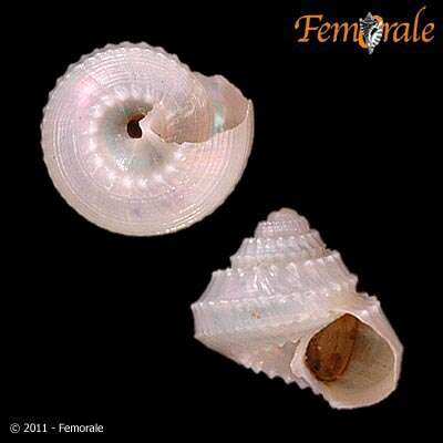 Image of Solariellidae Powell 1951