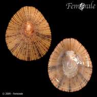 Image of variable limpet