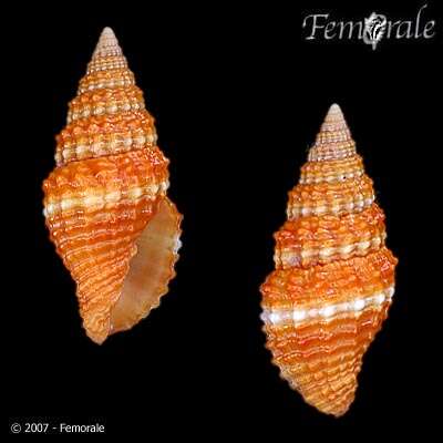 Image de Turbinelloidea Rafinesque 1815