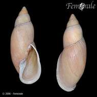 Image of Flax snail