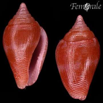 <i>Conella</i> cf. <i>ovuloides</i> (Adams 1850)的圖片