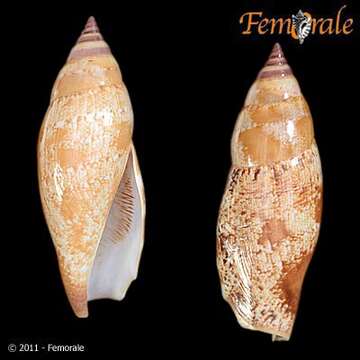 Image of Strombus Linnaeus 1758