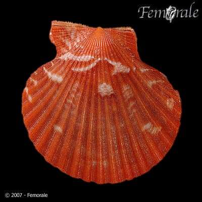 Image de Aequipecten P. Fischer 1886