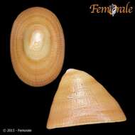 Image of unclassified Gastropoda