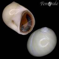 Image of moon snails