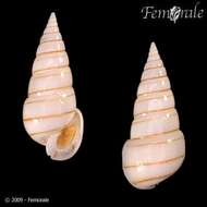 Image de <i>Pyramidella dolabrata</i> L. 1758