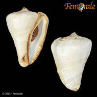 Image of Turbinellidae Swainson 1835