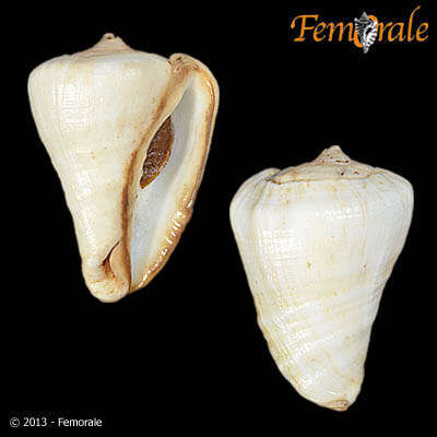 Image of Turbinellidae Swainson 1835