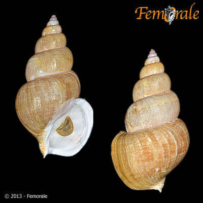 Image of Buccinum Linnaeus 1758