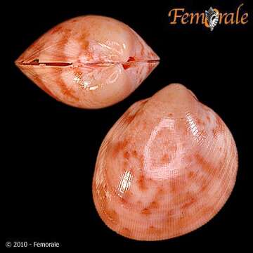 Image of Laevicardium undatopictum (Pilsbry 1904)