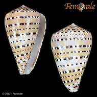 Image of cone snails