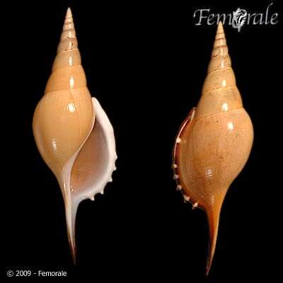 Rostellariidae Gabb 1868 resmi