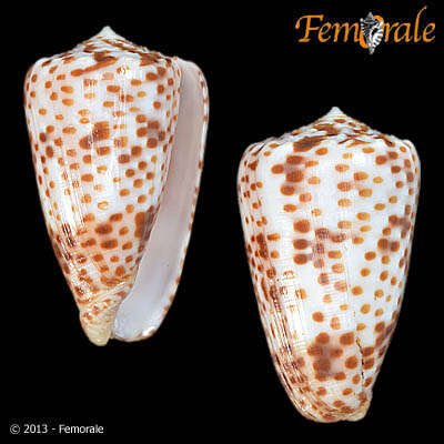 Image of cone snails