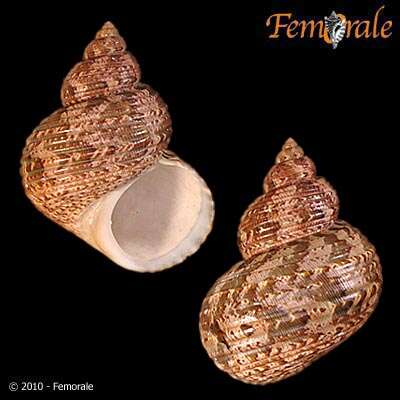 Image of turban snail