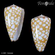 Image of Conus cordigera G. B. Sowerby II 1866