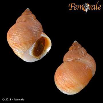 Image of Periwinkle snails