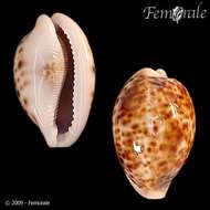 Image of cowrie