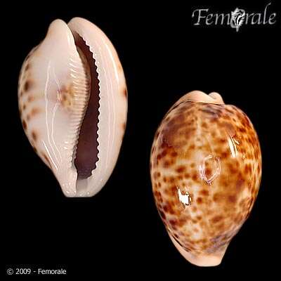 Image of cowrie