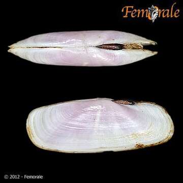 Image of Solecurtidae d'Orbigny 1846