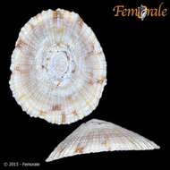 Image of Nacellidae Thiele 1891