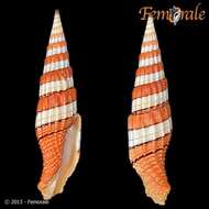 Image of Turbinelloidea Rafinesque 1815