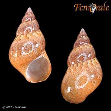 Image of pheasant shells