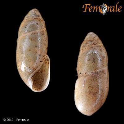 <i>Ferussacia folliculus</i> (Gmelin 1791) resmi