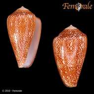 Image of cone snails