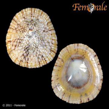 صورة Nacellidae Thiele 1891