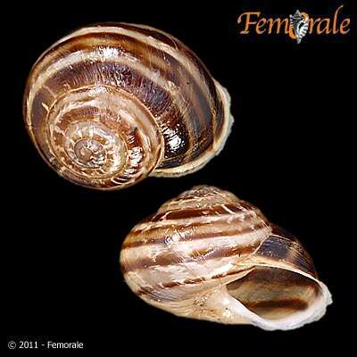 Imagem de <i>Eobania vermicularia</i> (Michelotti 1840)