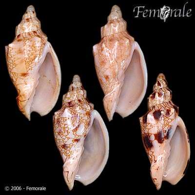 Image of Odontocymbiola Clench & R. D. Turner 1964