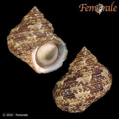 Image of turban snail