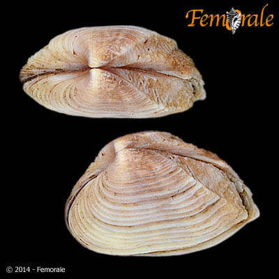 Image of Corbulidae Lamarck 1818