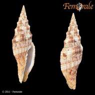 Image of Turbinelloidea Rafinesque 1815