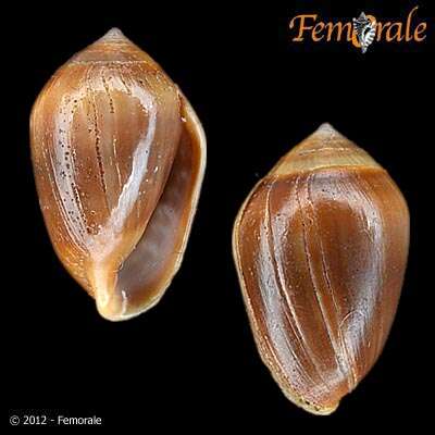 Image of Hollow-shelled, Ear-shaped, and Button Snails