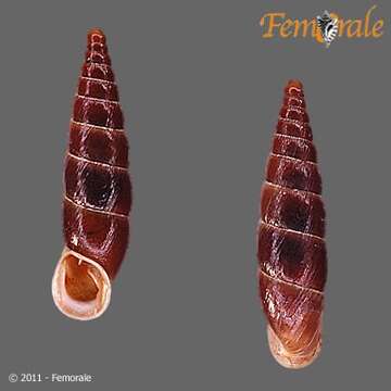 Image of <i>Alopia straminicollis</i>