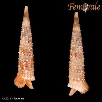 Image of Euthymella Thiele 1929