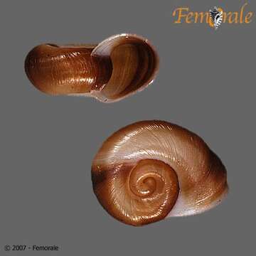 Image of unclassified Gastropoda