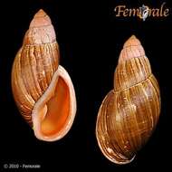 Image of Flax snail