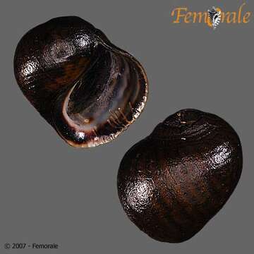 Image of unclassified Gastropoda