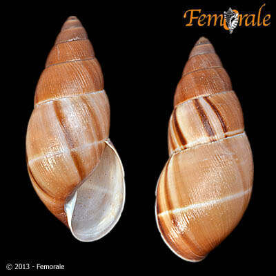 Image of Megaspiridae