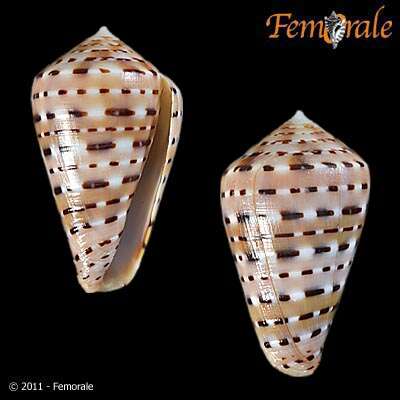 Image of cone snails