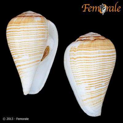 صورة Conus fuscolineatus G. B. Sowerby Iii 1905