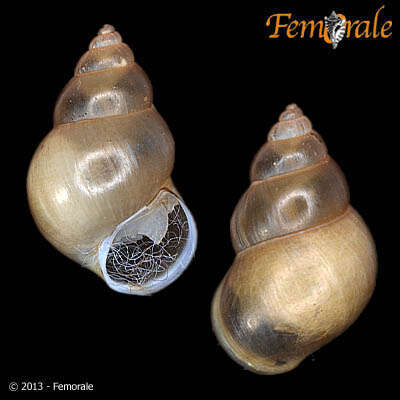 Image of Bithyniidae