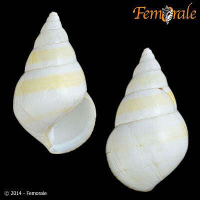 Image of Orthalicidae